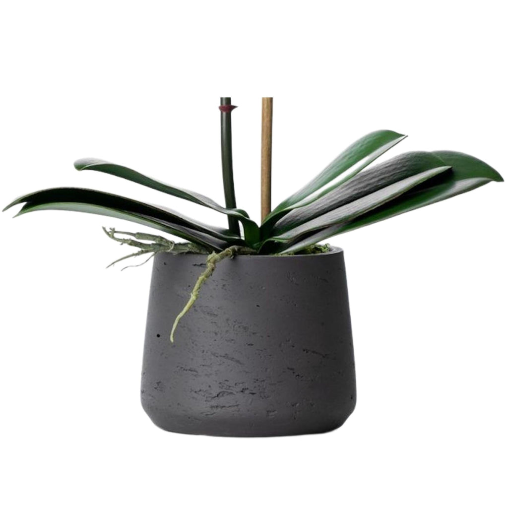 Faux Potted Orchid Plant - White Phalaenopsis Orchid in Black Pot - 21"-4