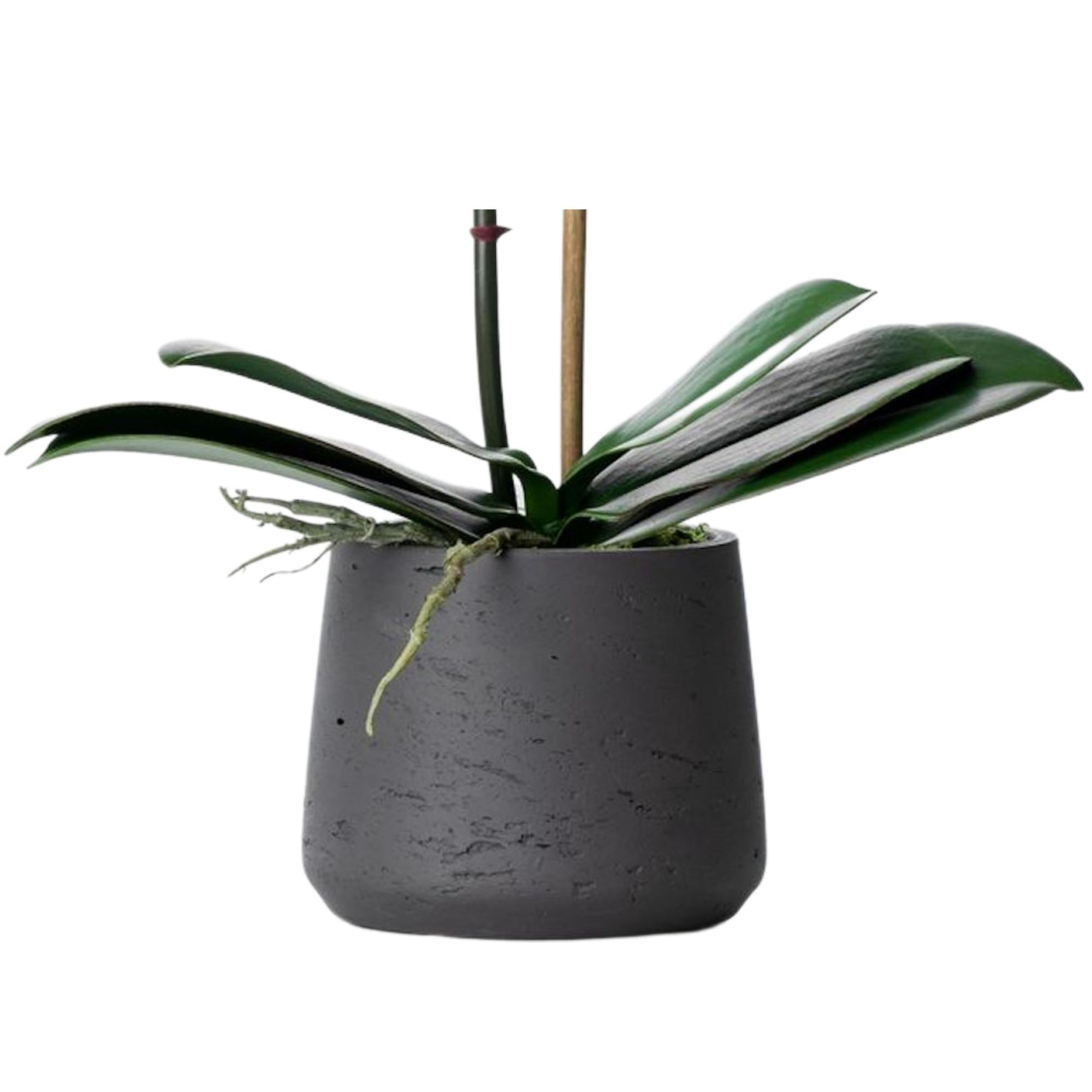 Artificial orchid plant - pink phalaenopsis orchid in black pot - 21"-4