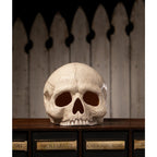 Skull model on a wooden surface with a wooden cabinet labeled 'Wolfsbane' and 'Carabolic Acid' in the background.