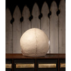 Skull back on a wooden shelf with a wooden background