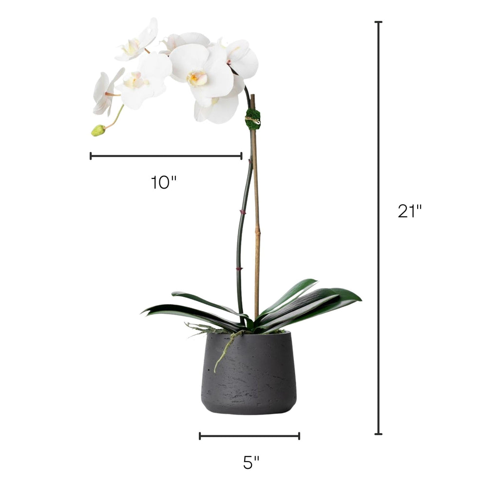 Faux Potted Orchid Plant - White Phalaenopsis Orchid in Black Pot - 21"-2