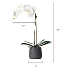 Faux Potted Orchid Plant - White Phalaenopsis Orchid in Black Pot - 21"-2