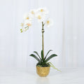 Phalaenopsis Orchid Plant in Gold Vase - 18"-0